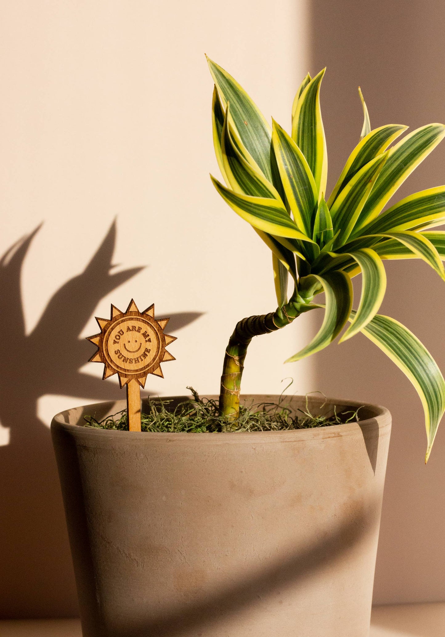 You Are My Sunshine Wood Plant Pick