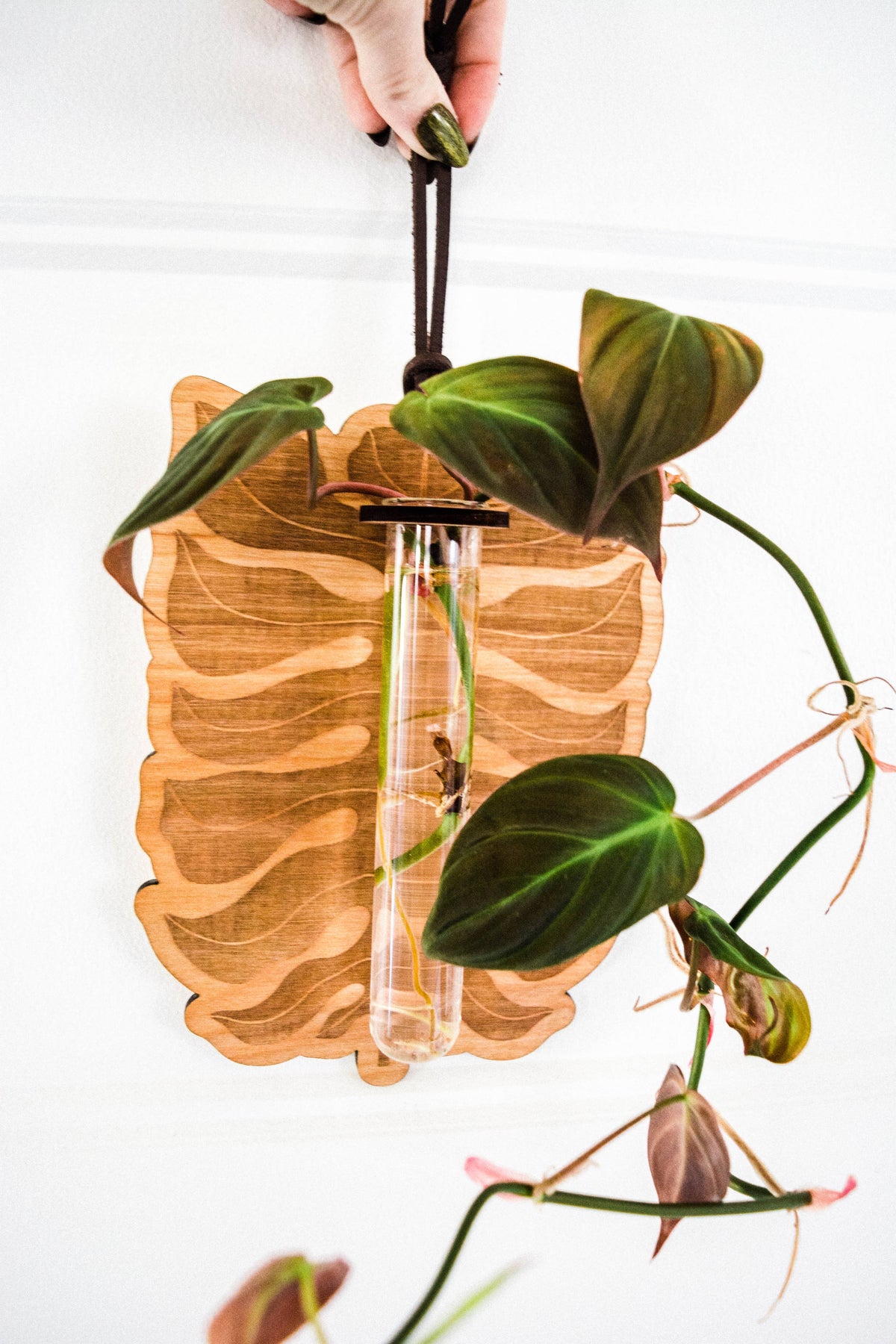 Philodendron Leaf Plant Hanging Planter Propagation Station