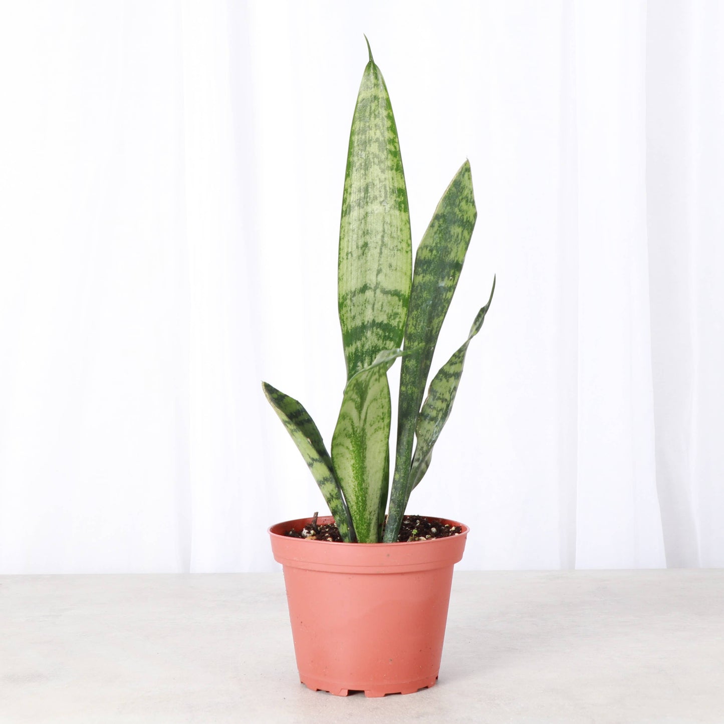 Snake 'Zeylancia',  Snake Plant - Live Plant