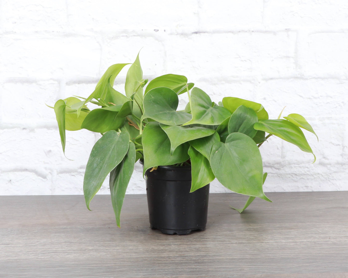 Heartleaf Philodendron - Live Plant