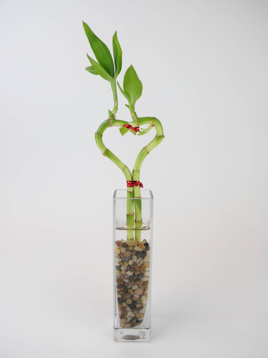 Single 10" Heart Shaped Bamboo - 5 stems per bundle
