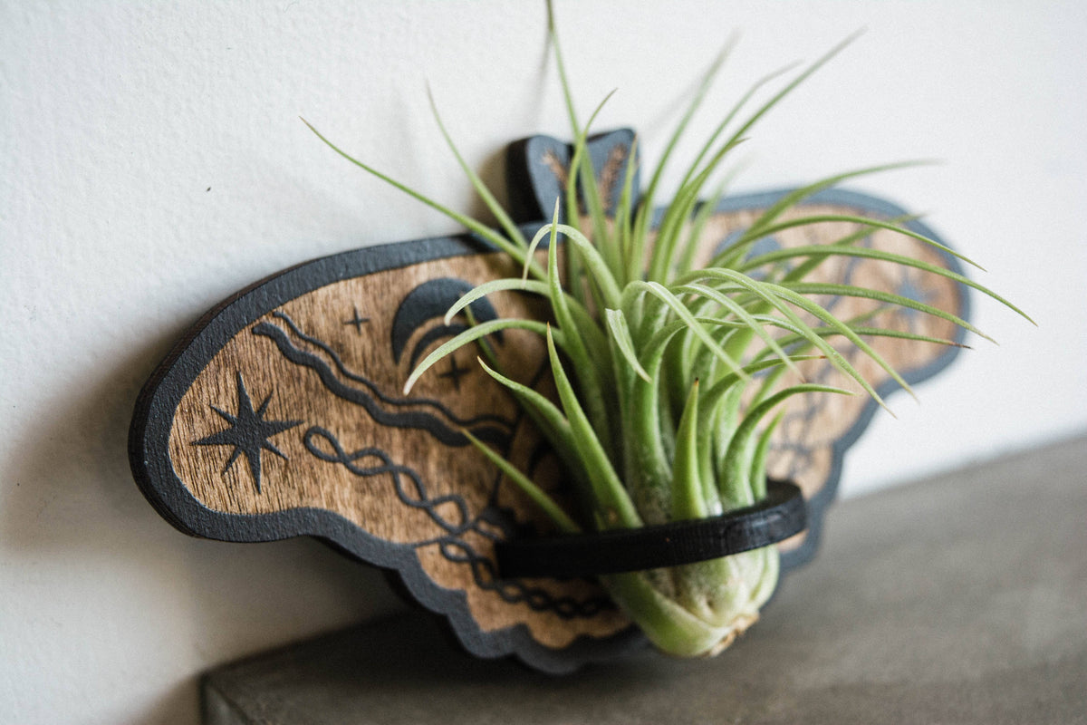 Lunar Moth Airplant Holder Wooden Magnet