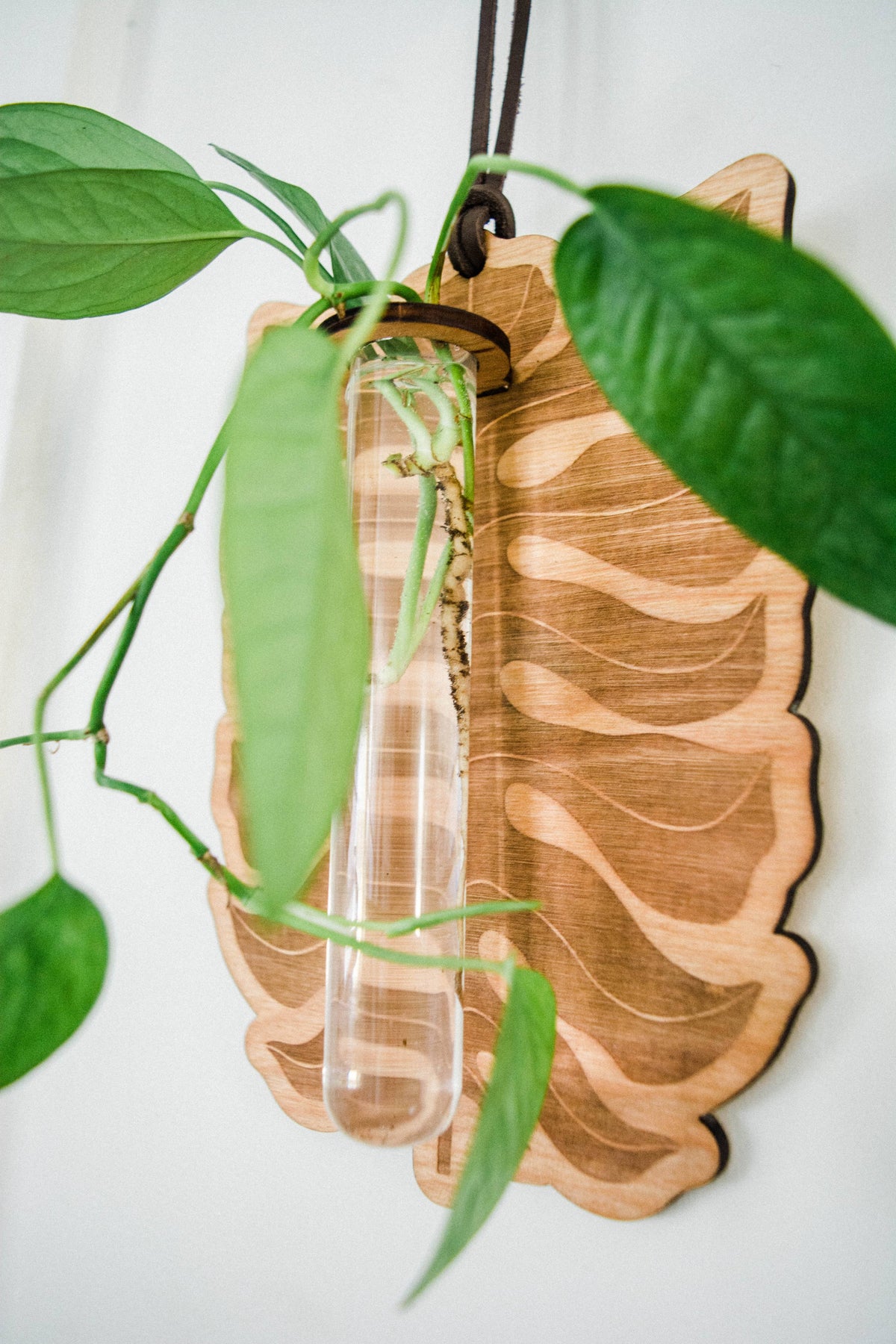 Philodendron Leaf Plant Hanging Planter Propagation Station