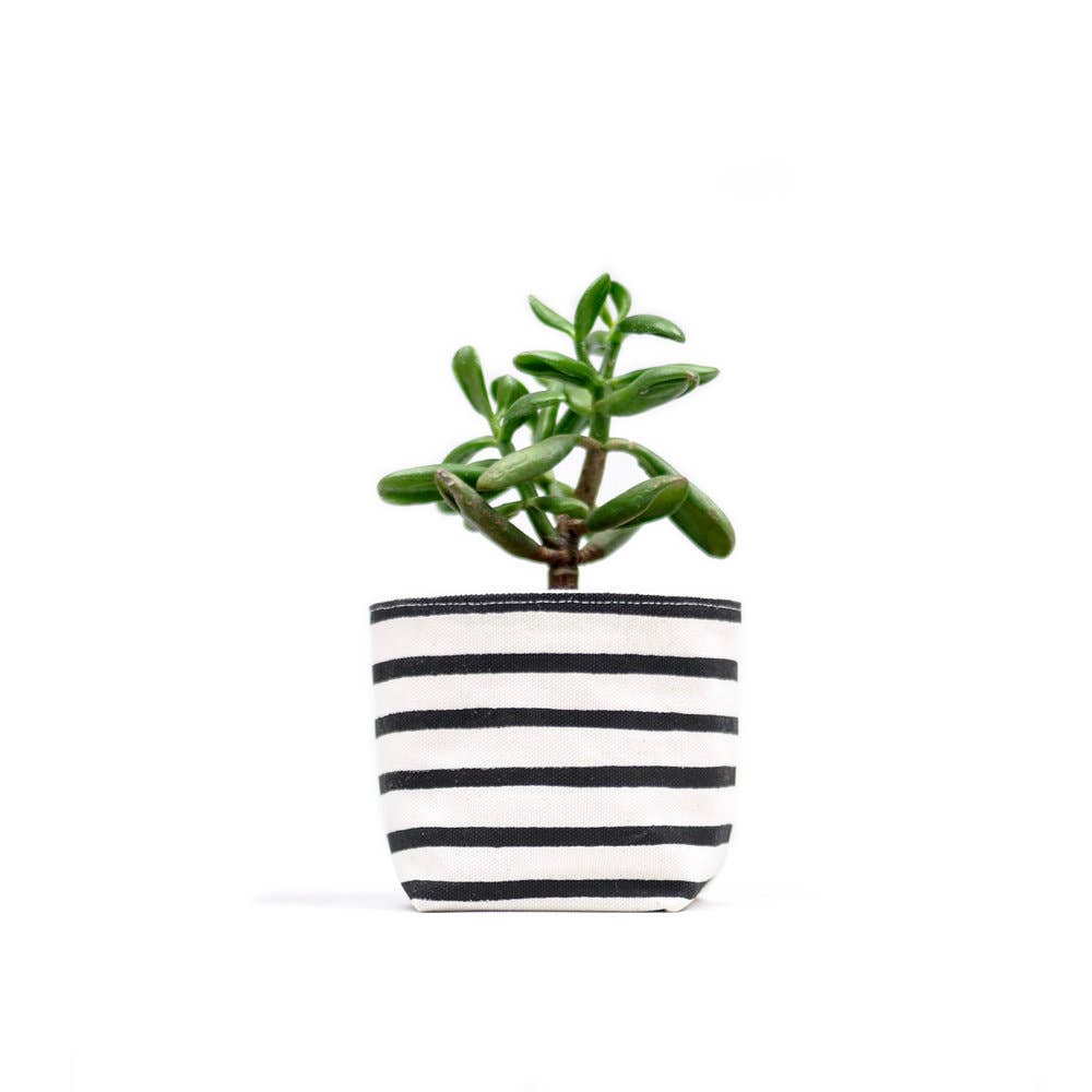 Black Stripe Canvas Planter—4"
