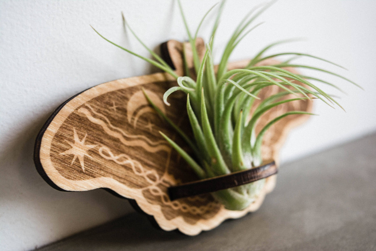 Lunar Moth Airplant Holder Wooden Magnet