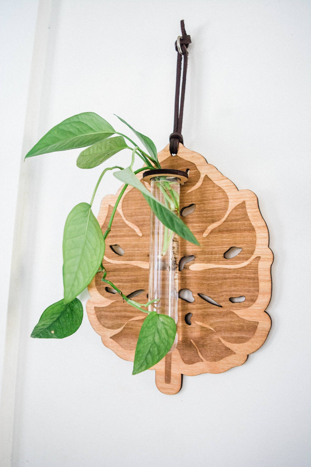 Monstera Deliciosa Plant Hanging Planter Propagation Station