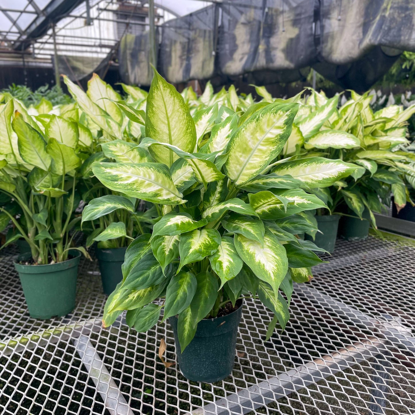 Dieffenbachia - Live Plant