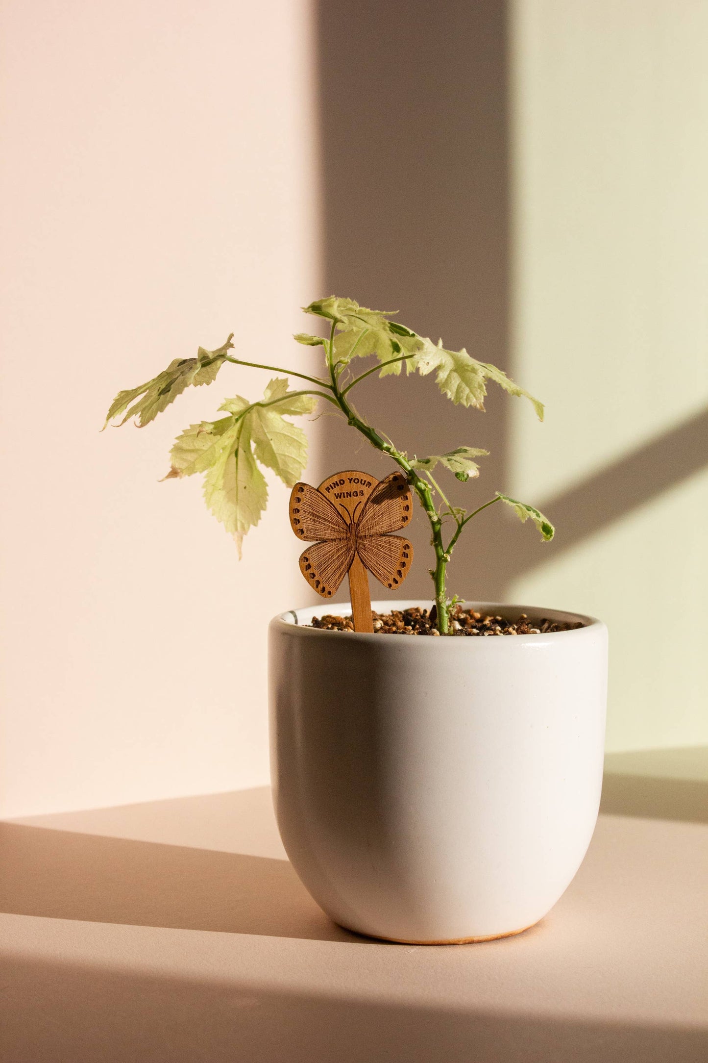 Find Your Wings Butterfly Wood Plant Pick