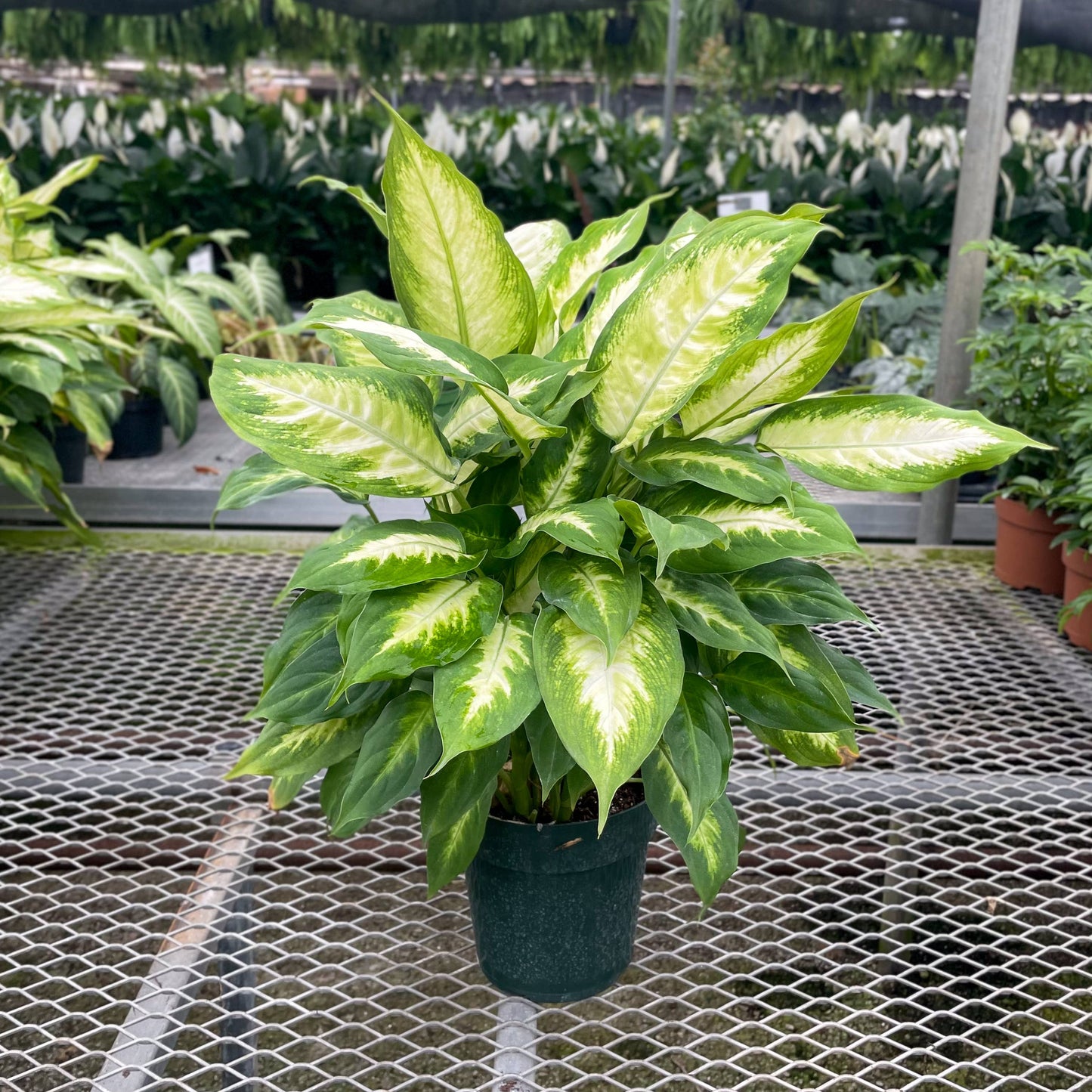Dieffenbachia - Live Plant