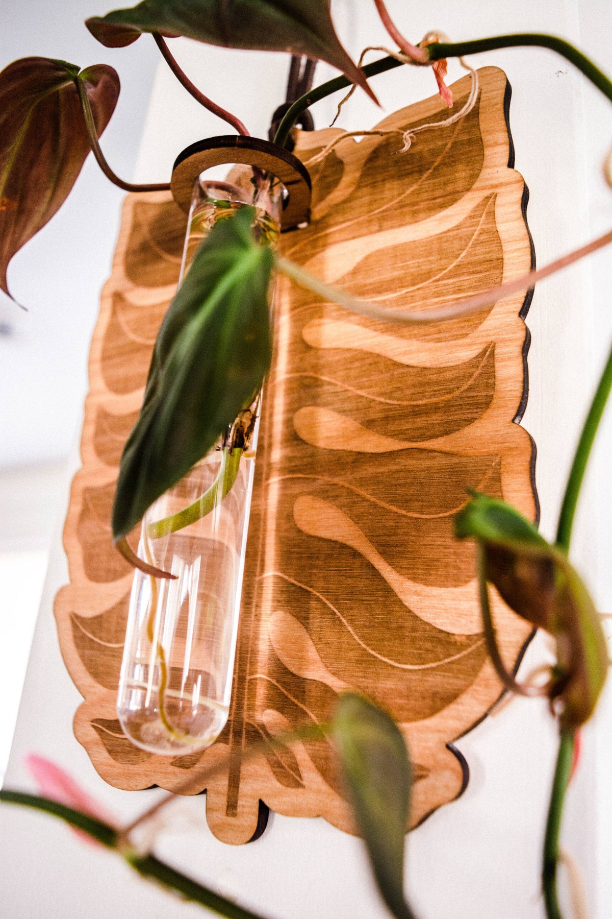 Philodendron Leaf Plant Hanging Planter Propagation Station