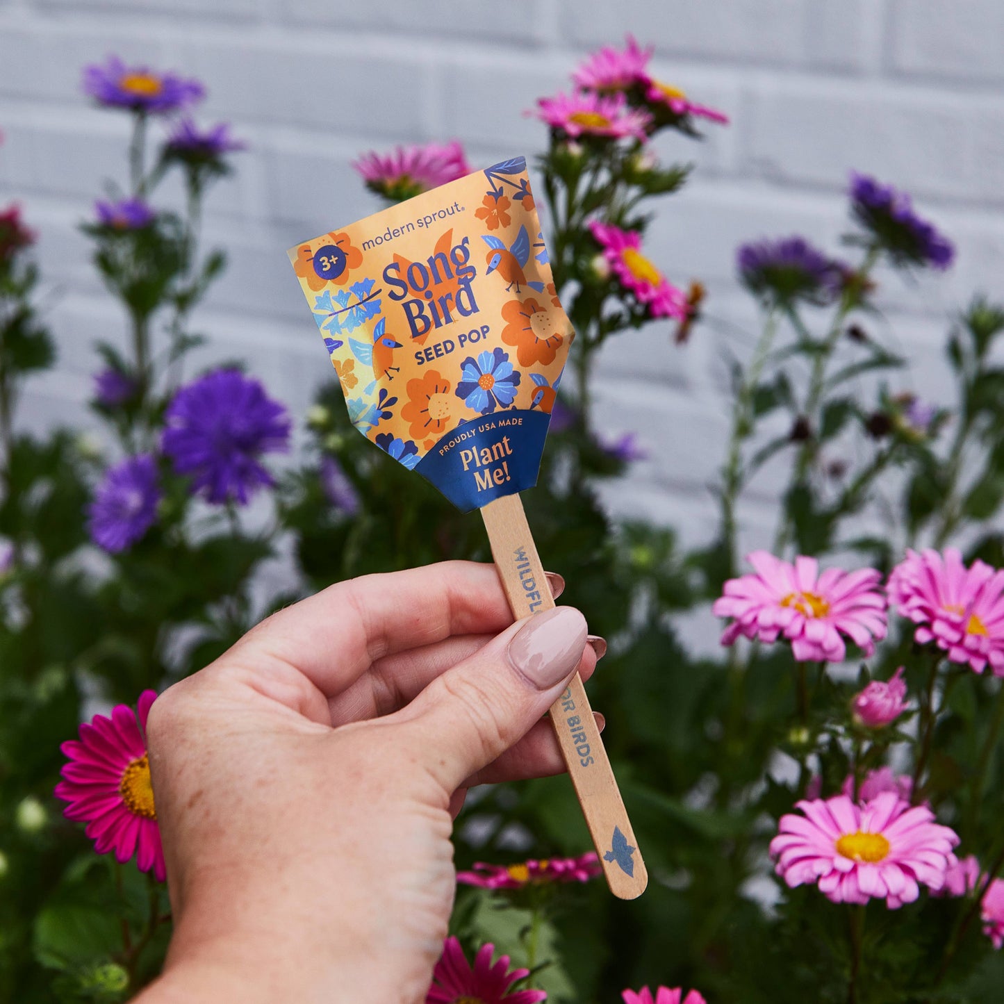 Pollinator Seed Pops - 18 Pk + Display
