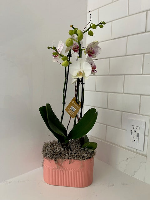 Orchid Garden