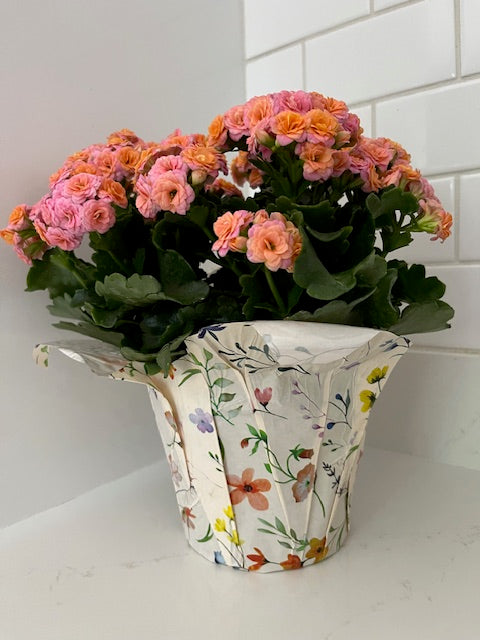 Kalanchoe